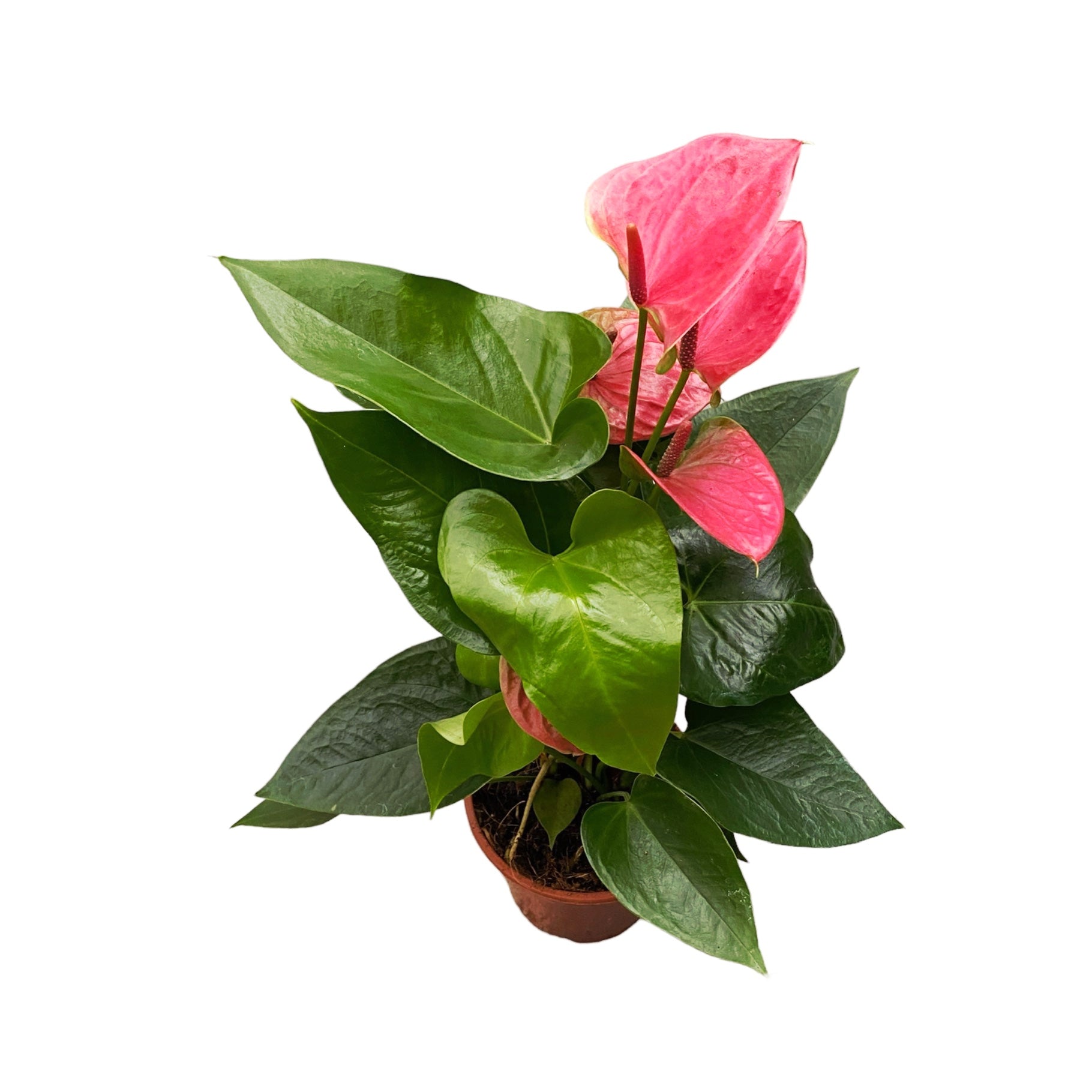 Anthurium mix D14 – eleganta exotica
