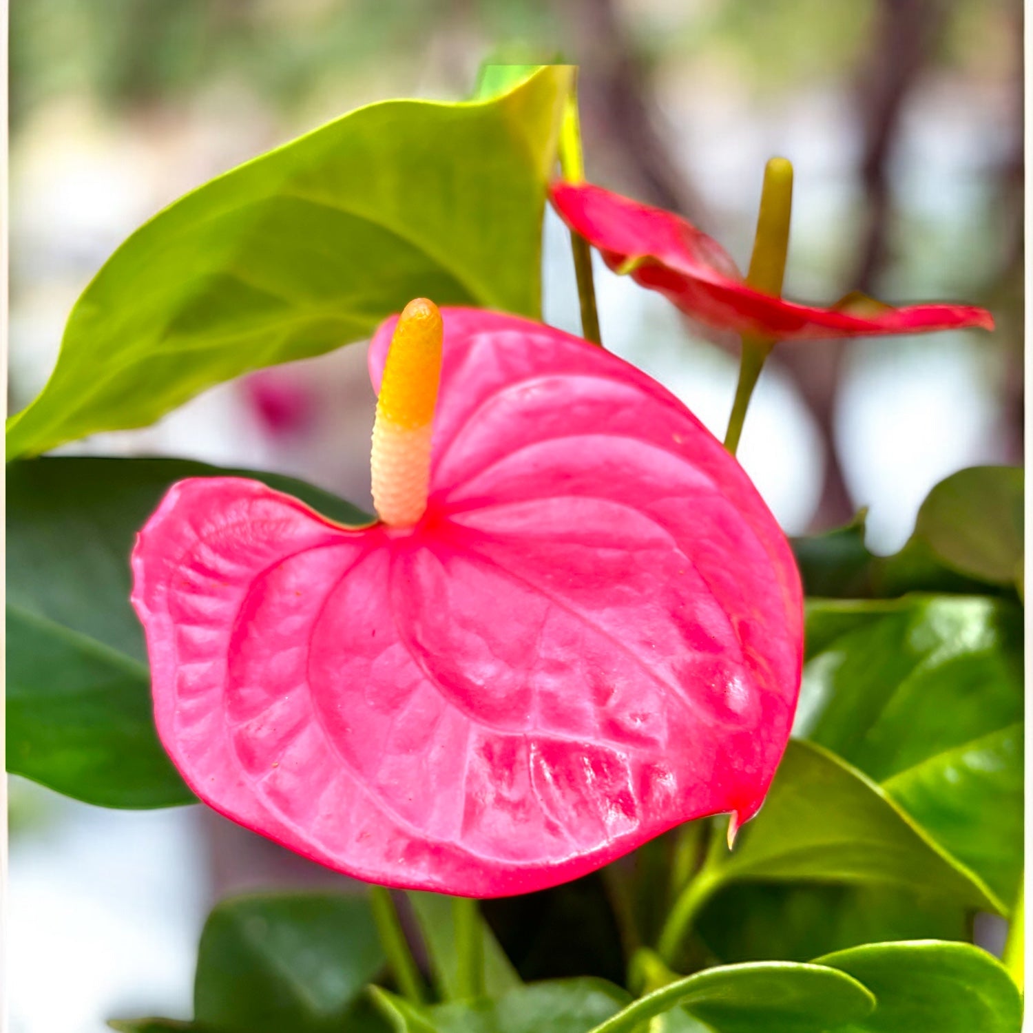Anthurium ‘Arisa Pink’ – rafinament tropical in tonuri de roz elegant