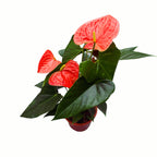 Anthurium mix D14 – élégance exotique