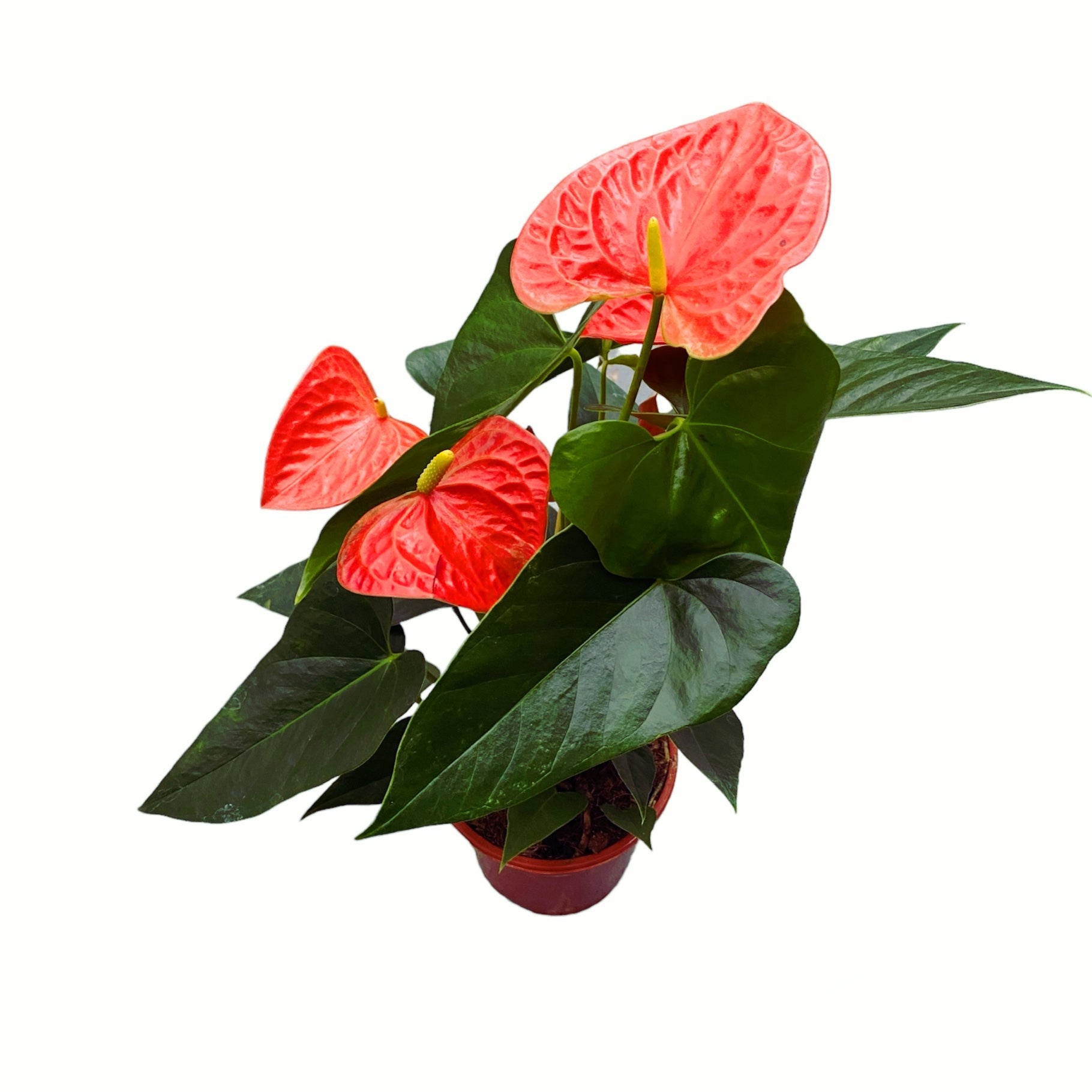 Anthurium mix D14 – eleganta exotica