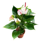 Anthurium mix D14 – élégance exotique