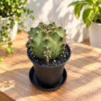 Gymnocalycium 'Purple Nebula' – collectible cactus with violet hues