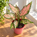 Aglaonema 'Pink Dolphin'