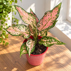 Aglaonema 'Pink Dolphin'