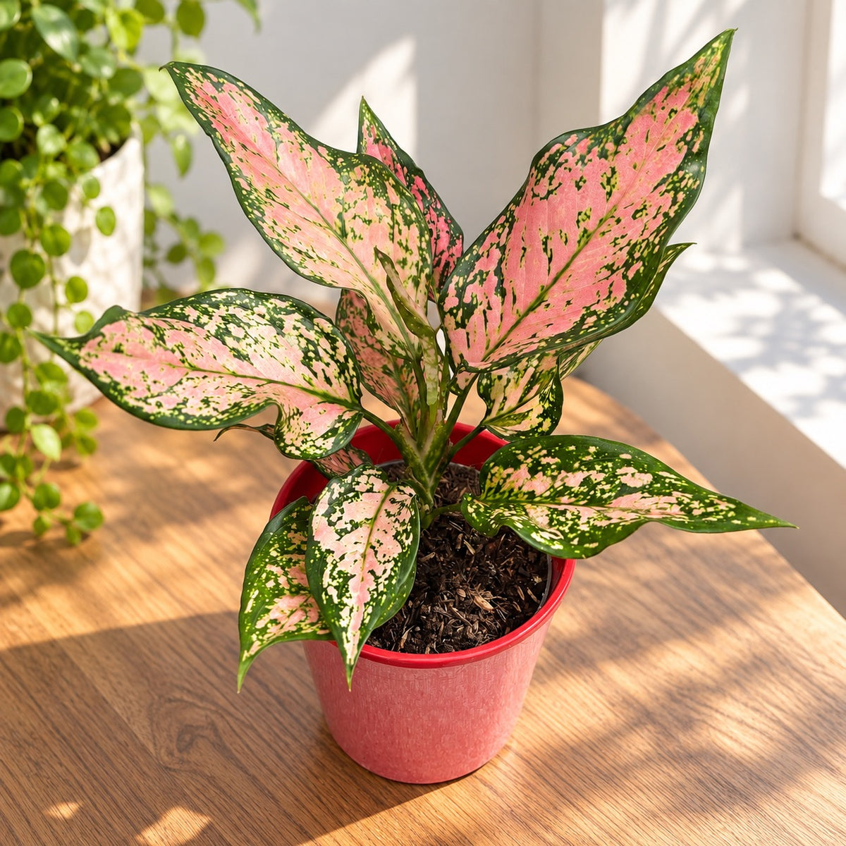 Aglaonema 'Dauphin Rose'