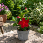 Mandevilla (Dipladenia) ‘Rio’ piros - illatos piros virágok