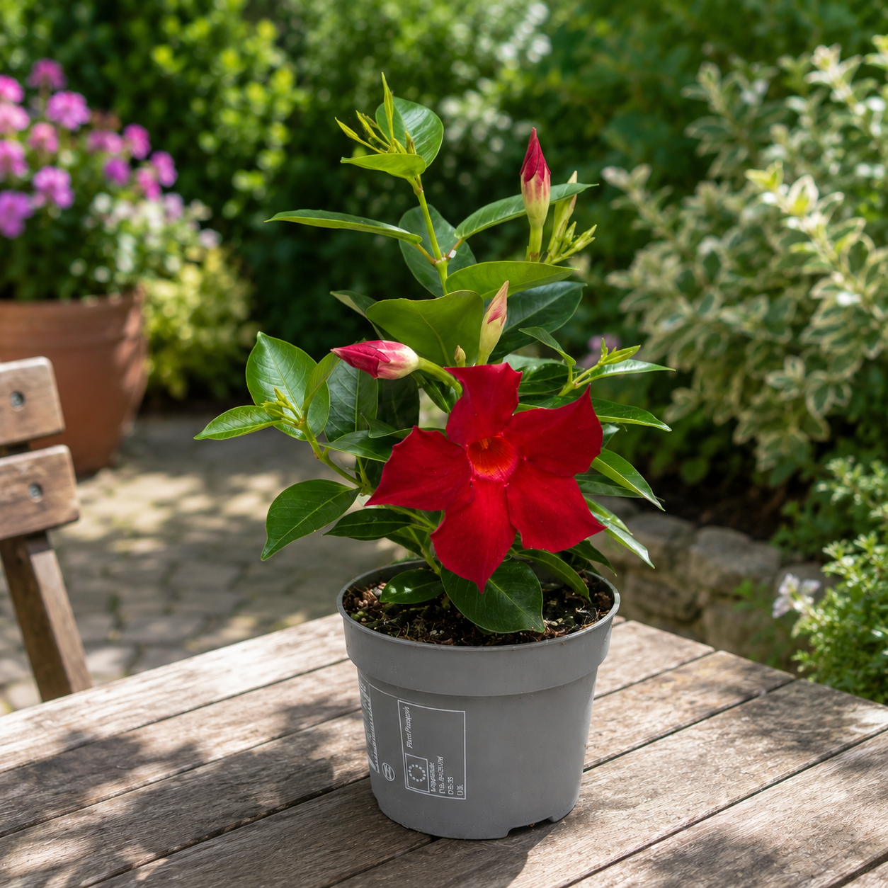 Mandevilla (Dipladenia) ‘Rio’ Red - flori parfumate rosii