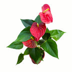 Anthurium mix D14 – élégance exotique