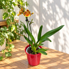 Odontoglossum Crawshayanum - fragrant