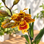 Odontoglossum Crawshayanum - fragrant