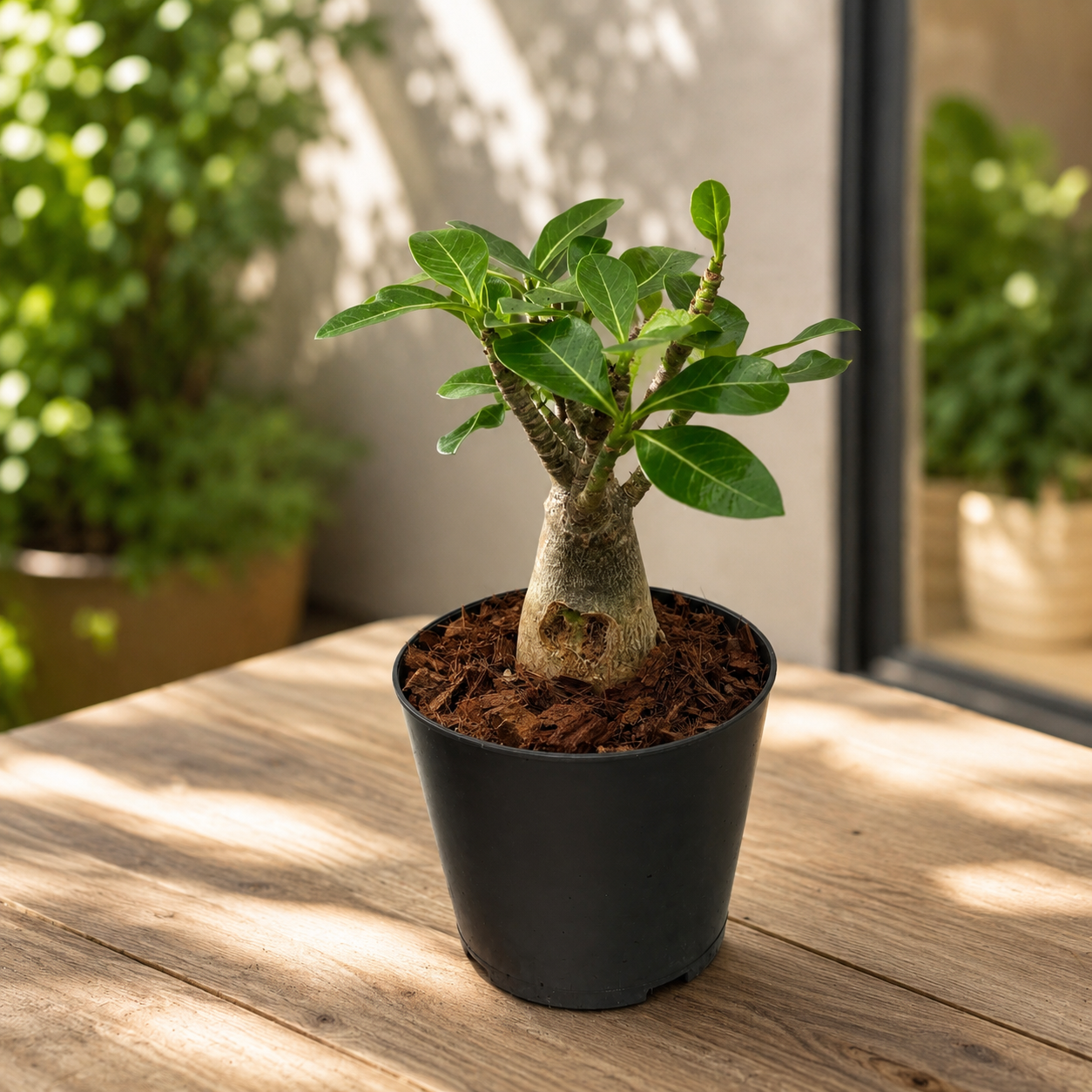Adenium arabicum - ökenträdets ros med imponerande caudex och exotiska blommor