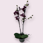 Phalaenopsis Kaoda Twinkle 'Chocolate Drop' (Black Widow) - profumata (Paesi Bassi)