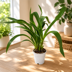 Zygopetalum mix - flori intens parfumate, exemplare dezvoltate