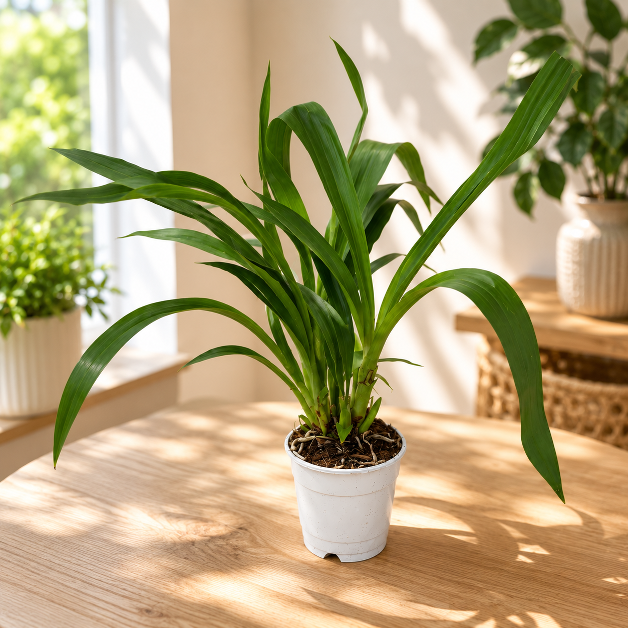 Zygopetalum mix - flori intens parfumate, exemplare dezvoltate