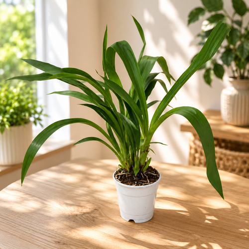 Zygopetalum mešanica - dišeča