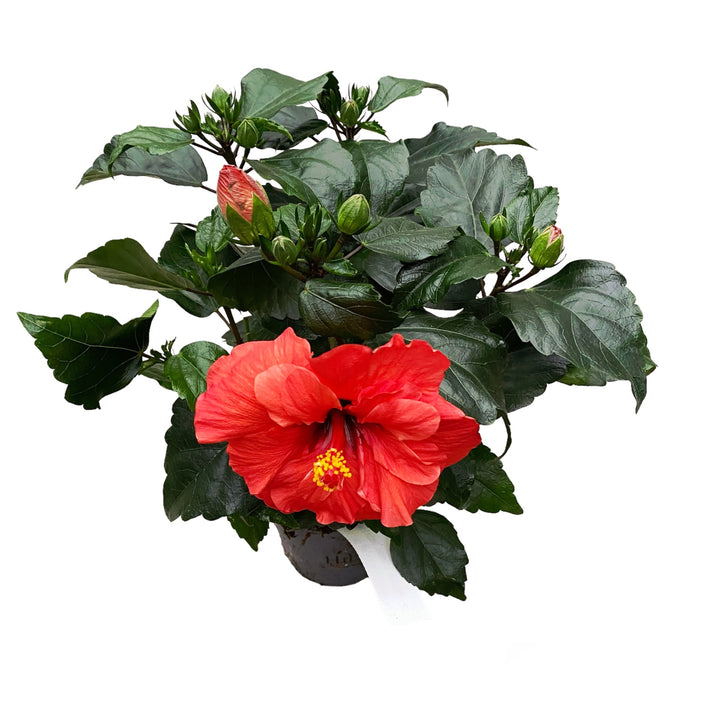 Hibiscus Adonicus 'Double Orange'-