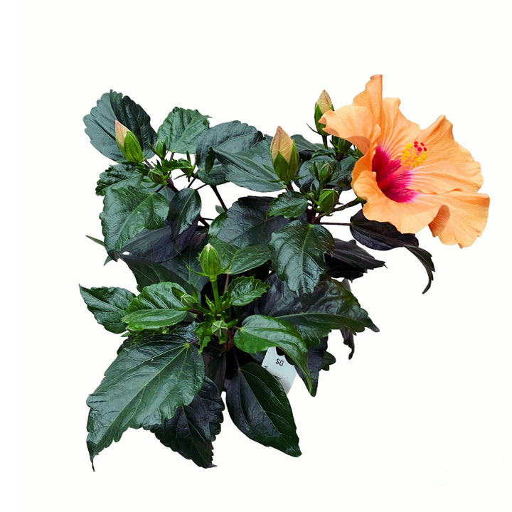 Hibiscus 'Adonicus Apricot'