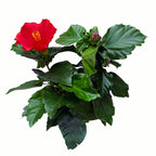 Hibiscus rosa-sinensis 'Eos’ (trandafiri japonezi)