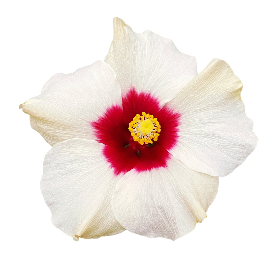 Hibiscus 'Adonicus White'