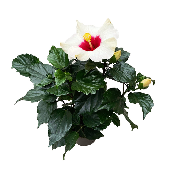 Hibiscus 'Adonicus White'