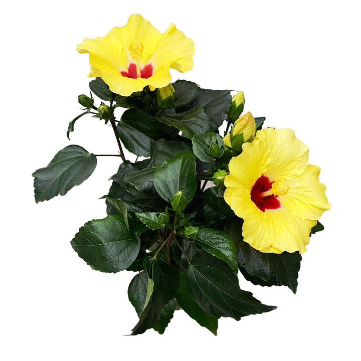 Hibiscus 'Adonicus Yellow