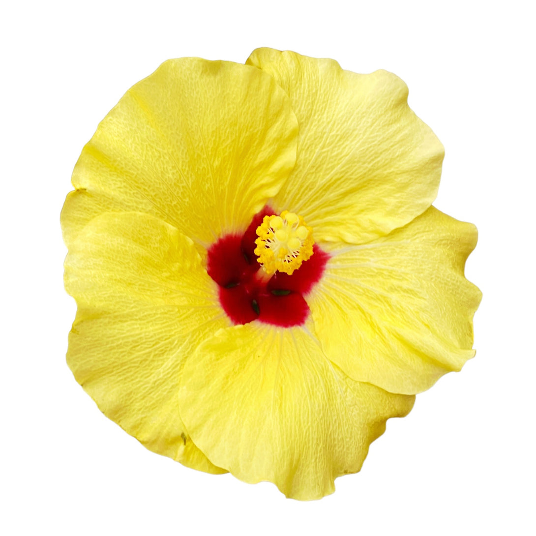 Hibiscus 'Adonicus Yellow