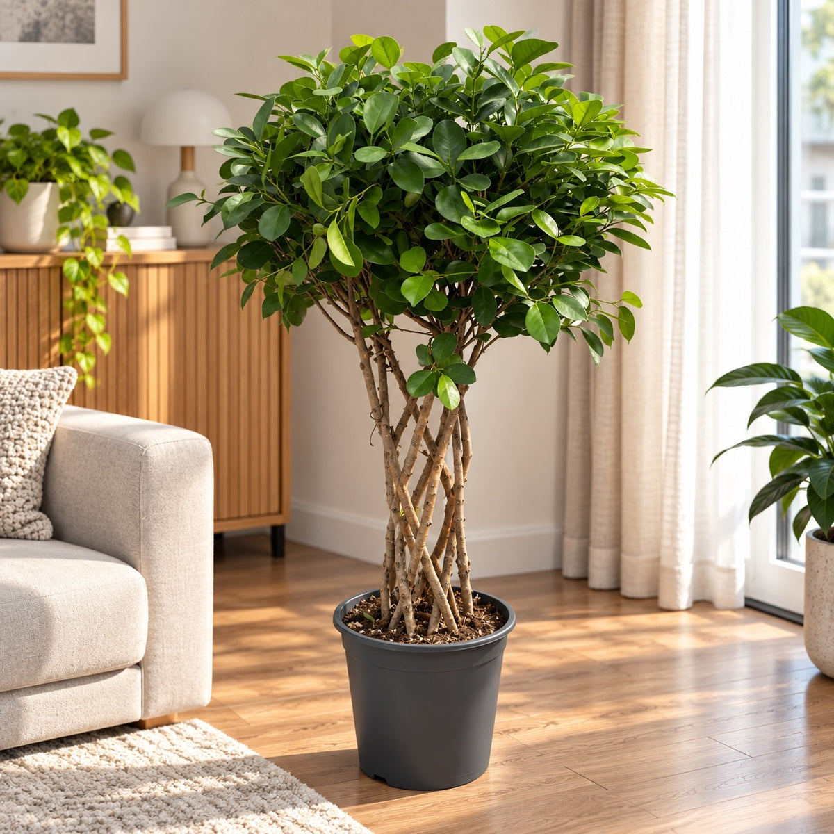 Ficus microcarpa 'Moclame' impletit - Ficus cu trunchi impletit si coroana bogata