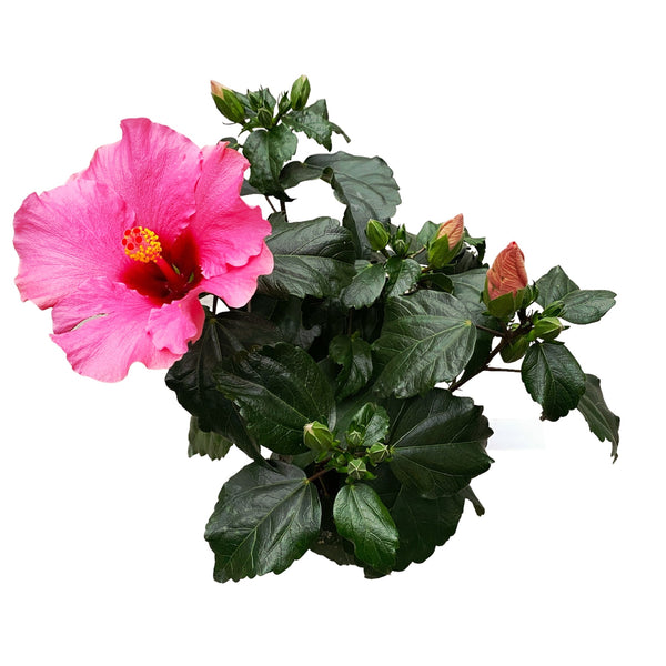 Hibiscus 'Adonicus Pink'- flori XL (2 plante/ghiveci)