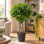 Ficus microcarpa 'Moclame' impletit - Ficus cu trunchi impletit si coroana bogata