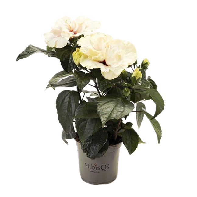dwarf double white hibiscus potted plant Hibiscus Adonicus 'Double White'