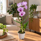Dendrobium Keiko (Dendrobium Phalaenopsis)