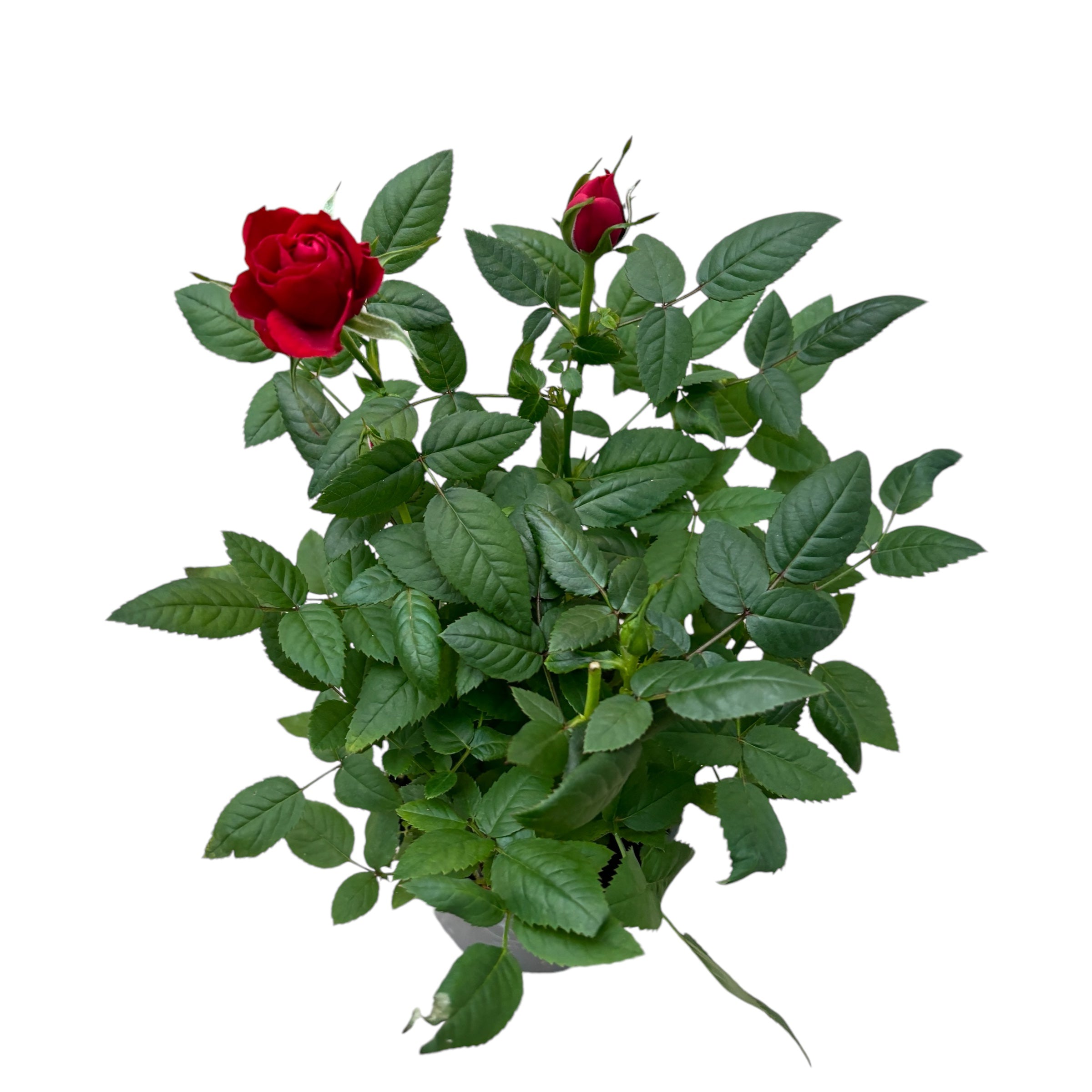 Trandafiri pitici de gradina (3 plante/ghiveci)