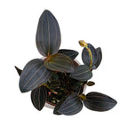 Ludisia discolor 'Red Velvet' 