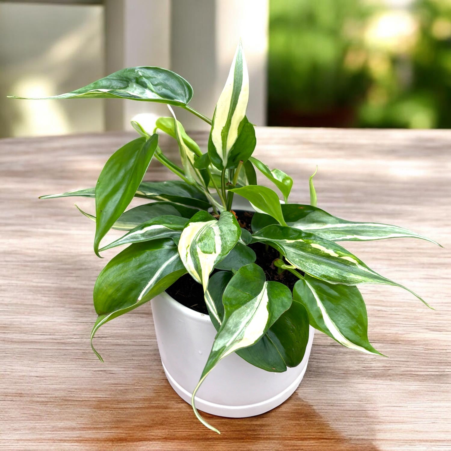 Philodendron hederaceum 'Rio'
