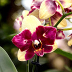 Phalaenopsis ‘Catania’ - peloric Butterfly
