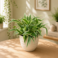 Chlorophytum comosum ‘Vittatum’ (Voinicul) - planta paianjen cu frunze variegate