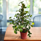 Ficus deltoidea (smreka smokva)