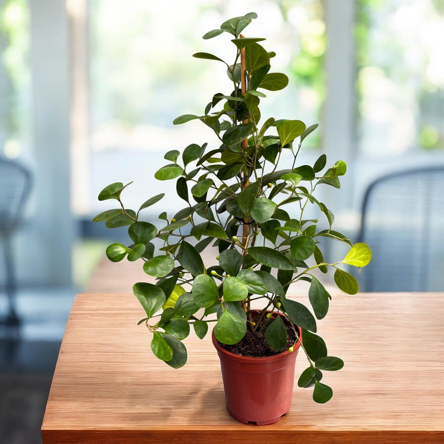 Ficus deltoidea (smreka smokva)