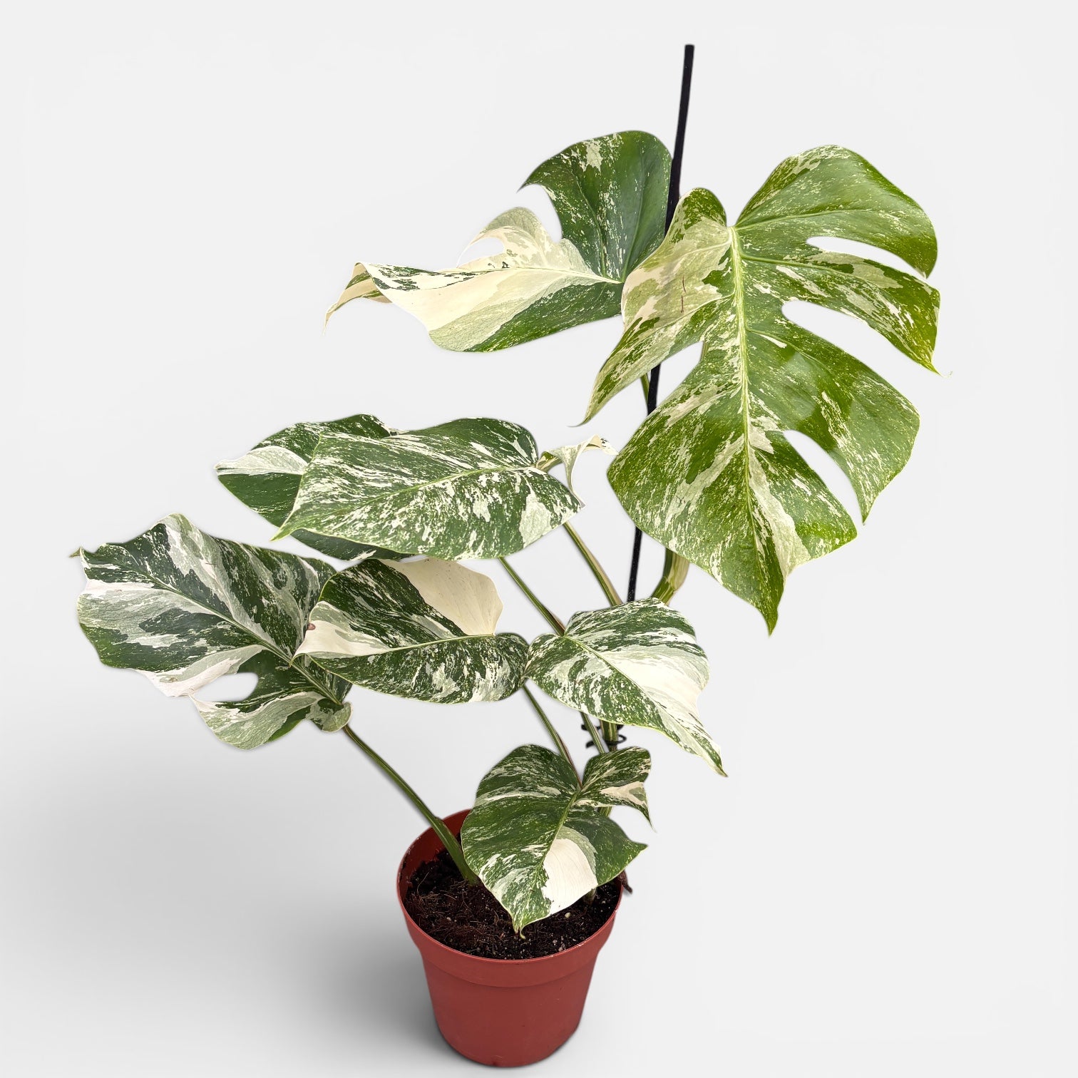 Monstera deliciosa 'Variegata' - primerki XL