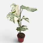 Monstera deliciosa 'Variegata' - primerki XL