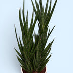 Sansevieria francisii (Limba Soacrei) - planta suculenta rara cu crestere spiralata