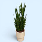Sansevieria francisii (Limba Soacrei) - planta suculenta rara cu crestere spiralata