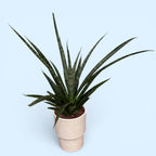 Sansevieria ‘Megan’