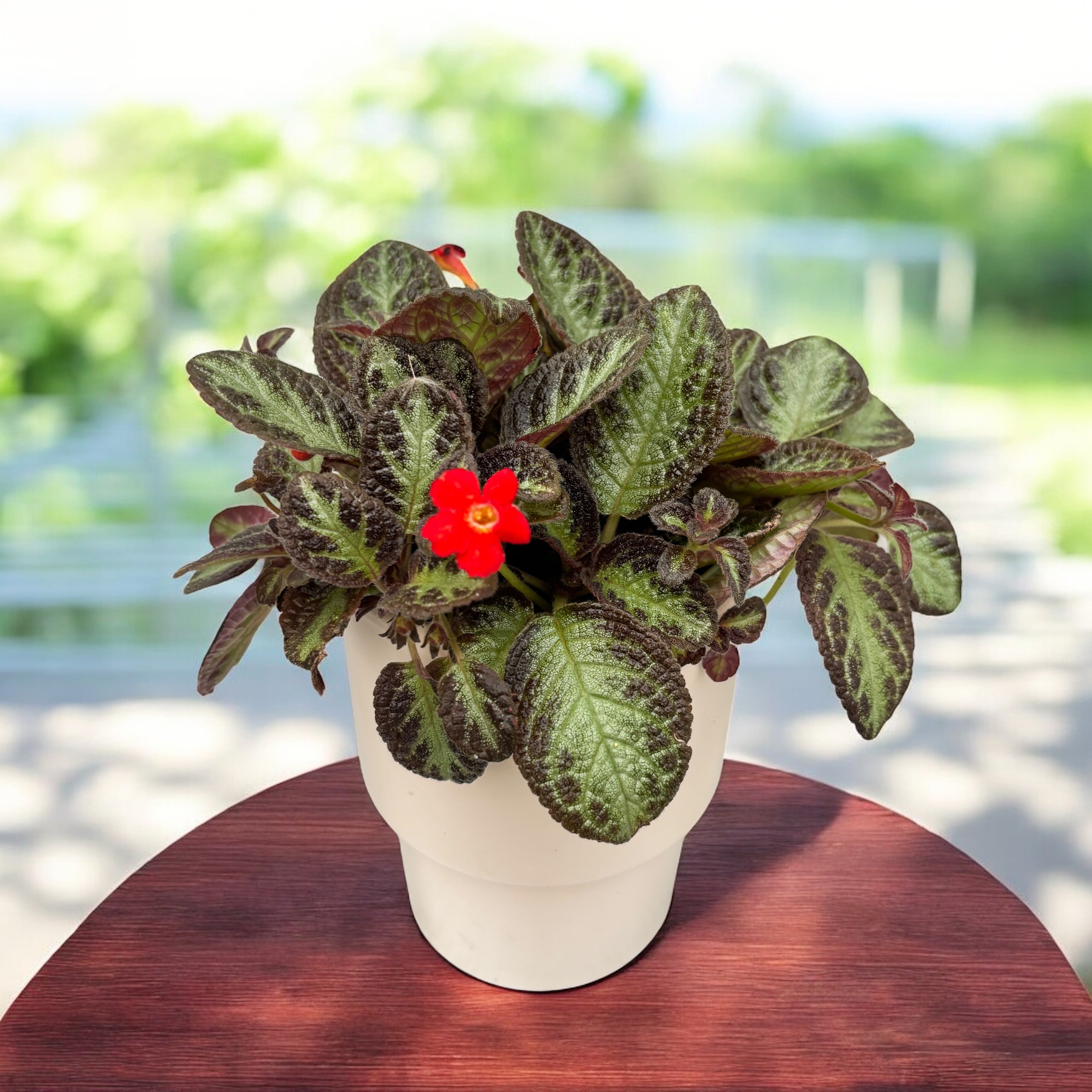 Episcia cupreata 'Silver Screen' – Secret Garden Plant Shop