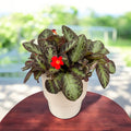 Episcia cupreata „Silver Screen”