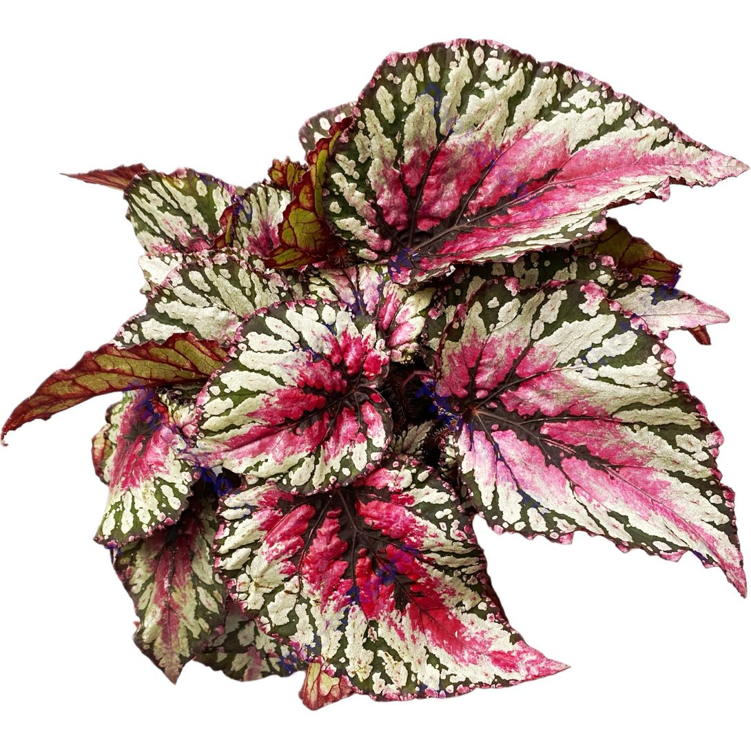 Begonia Magic Colours 'Salsa' -