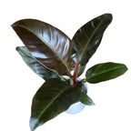 Philodendron 'Impérial Rouge'