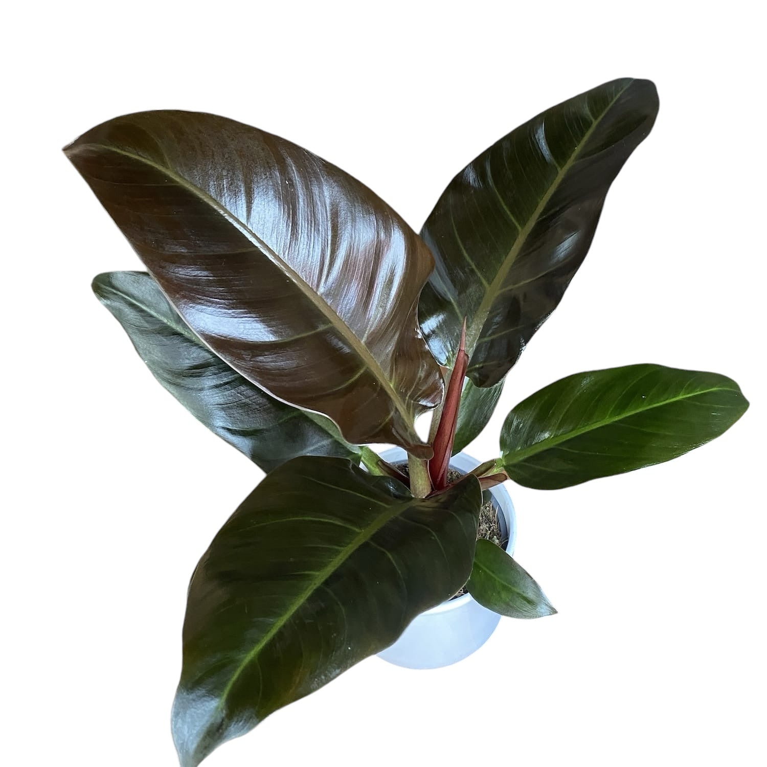 Philodendron 'Imperial Red'