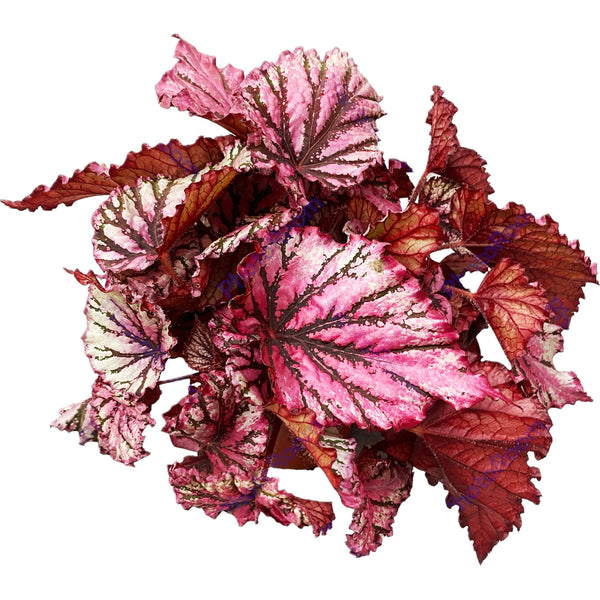 Begonia Magic Colours 'Lambada'
