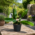 Κάκτος Hylocereus undatus - ο καρπός του δράκου (D12cm - 2 φυτά/γλάστρα)